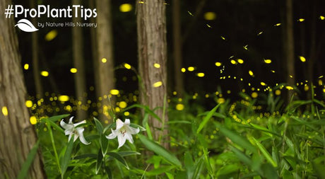 Light Up Your Garden- Attracting Fireflies to Your Landscape