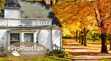 #ProPlantTips: The Maple Tree Root System