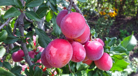 Plum, One of The Easiest Fruit Trees to Grow in Your Backyard