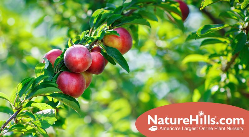 Popular Nectarine Trees! Plus Planting, Pruning & Care