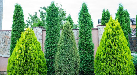 Almost Everything You Need to Know About Privacy Trees and Shrubs