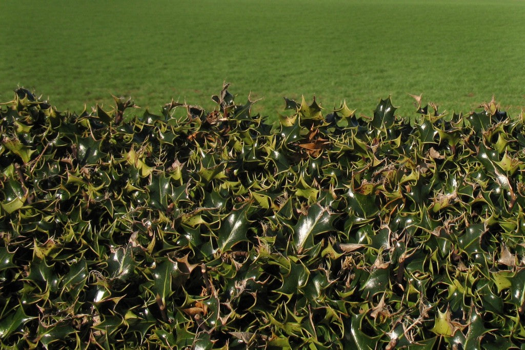 Pruning Holly Plants: How to for Hedges, Foundation or Screening