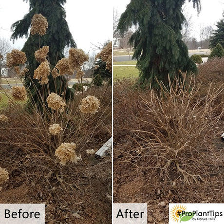 Pruning Woody Hydrangeas