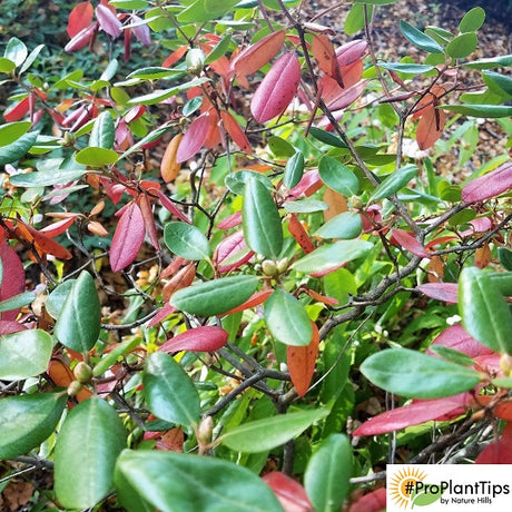 My Rhododendrons Are Losing Leaves This Fall - Is This Normal?