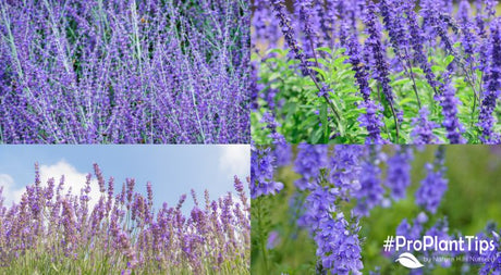 Russian Sage, Salvia, Lavender & Veronica: How to Tell Them Apart