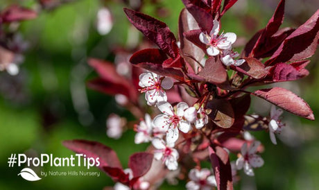 Sand Cherries: A Unique & Small Native