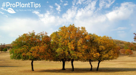 6 Steps For Planting Maple Trees