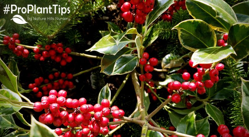 Types of Holly Bushes and Trees