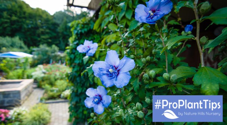 #ProPlantTips - When to Prune Rose of Sharon!