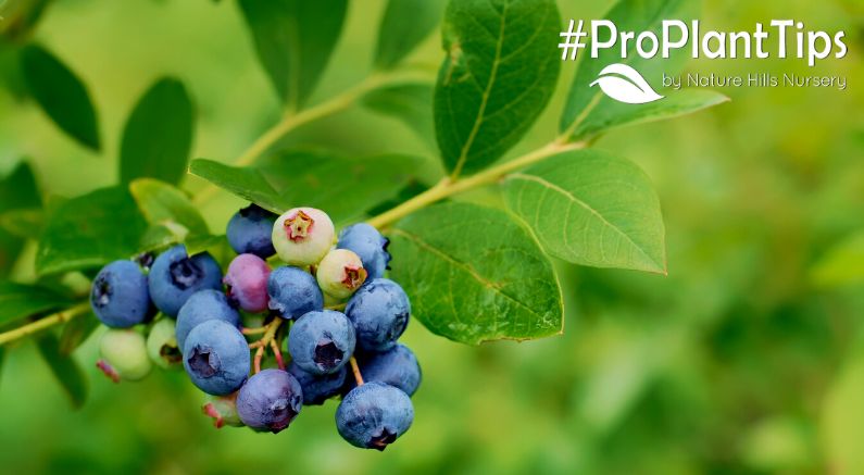 Blueberry Bush 101 - Which Blueberry Should I Plant? - Nature Hills Nursery