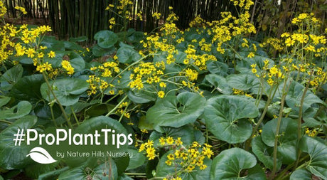 shop leopard plant ligularia at nature hills