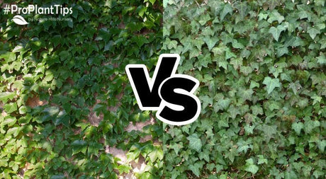 Boston Ivy vs. English Ivy - What's the Difference? - Nature Hills Nursery