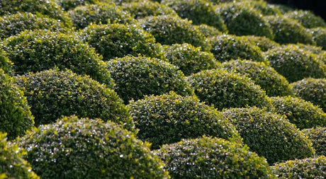 Boxwood Offer Beauty, Versatility in Any Landscape - Nature Hills Nursery