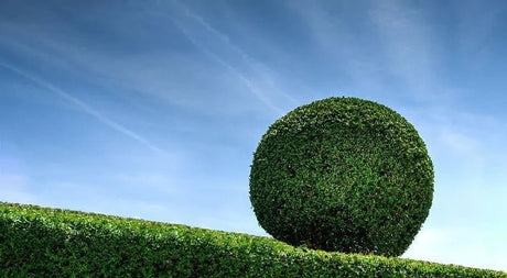 Boxwood Tips & Tricks for a Beloved Classic! - Nature Hills Nursery