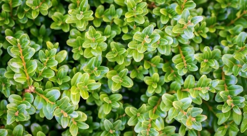 Broadleaf Evergreens for Year-Round Color