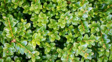 Broadleaved Evergreens Are All The Rage - Nature Hills Nursery