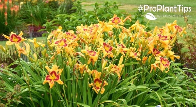 Caring For & Transplanting Daylilies! - Nature Hills Nursery