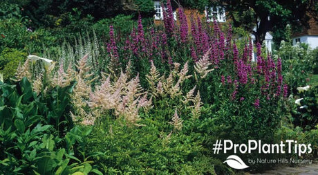 Check Out Spring Blooming Perennials for Early Spring Color! - Nature Hills Nursery