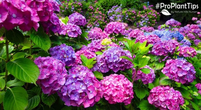 Choosing and Caring for Hydrangea Trees! - Nature Hills Nursery
