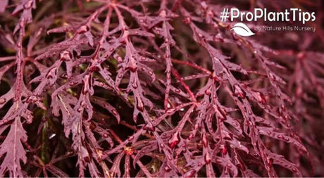 Choosing the Right Japanese Maple Varieties - Nature Hills Nursery