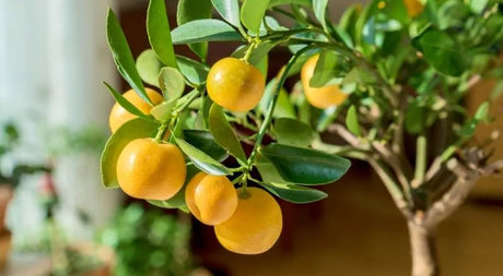 Can You Grow Citrus in Cold Regions?