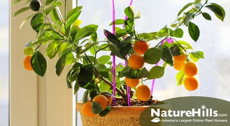 Bringing Citrus Trees Indoors