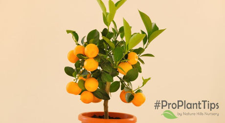 Dwarf Citrus Tree: A Perfect Accent for Your Baby's Room