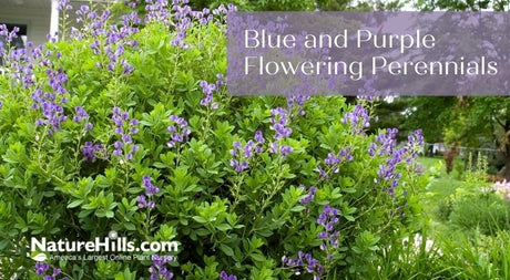 Classic Colors Blue & Purple Flowering Perennials - Nature Hills Nursery