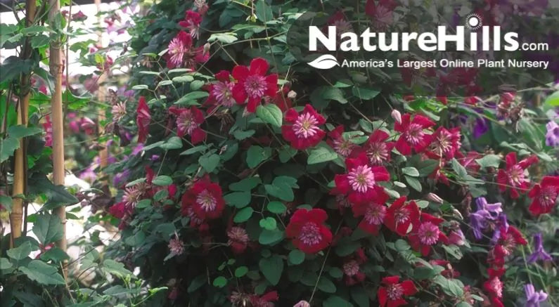 Clematis Vine Varieties That are Perfect for Shady Areas