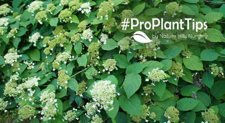 Climbing Hydrangeas Brooklyn: Elevating Urban Landscapes - Nature Hills Nursery