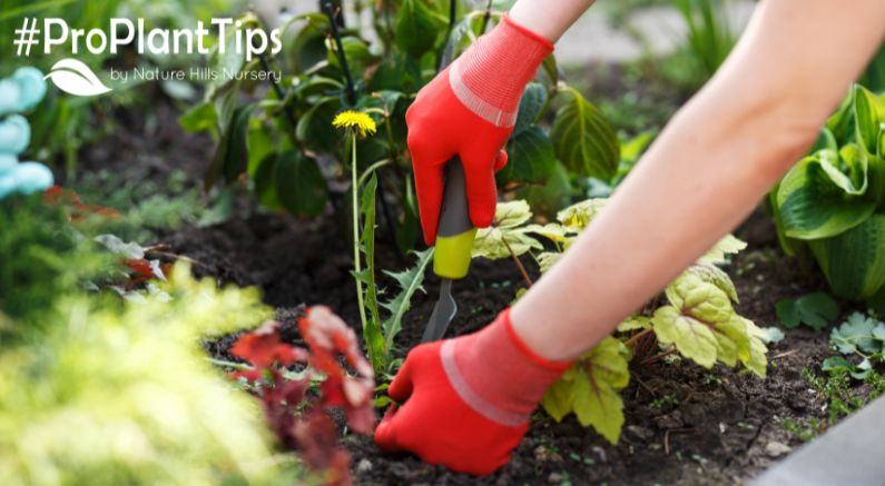 Common Lawn Weeds & How to Control Them - Nature Hills Nursery