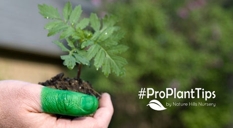 Complete Beginner’s Guide To Gardening! Easy Plans and Plants - Nature Hills Nursery