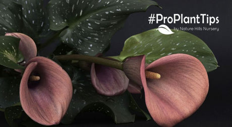 Complete Guide To Planting and Growing Colorful Calla Lilies - Nature Hills Nursery