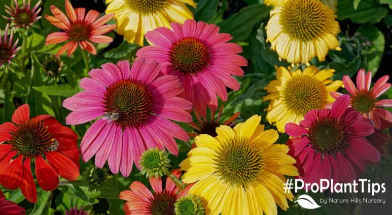 Coneflowers: Easy Care and Beautiful Diversity!