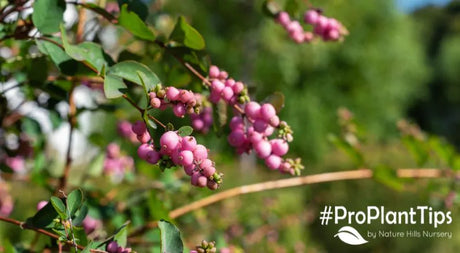 Pretty In Pink Coralberry Shrubs