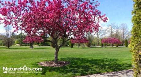Crabapple Tree Care Tips and Selection Guide - Nature Hills Nursery