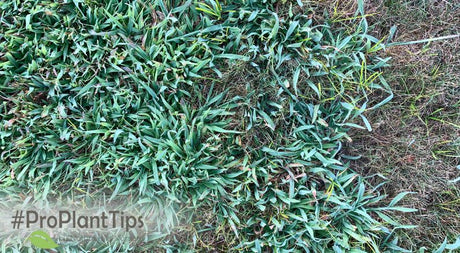 Prevent Crabgrass From Sprouting