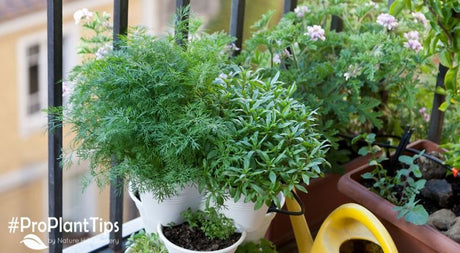 Creating a Lush Balcony Garden: The Apartment Dwellers Guide to Gardening! - Nature Hills Nursery