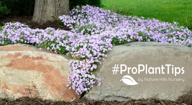 all about creeping phlox at nature hills