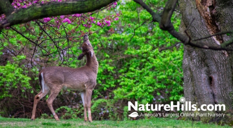 Protect Trees From Deer Damage