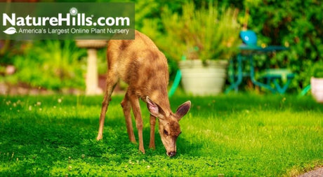 Deer Resistant Plants For The South