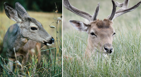 Do Deer Resistant Plants Exist?