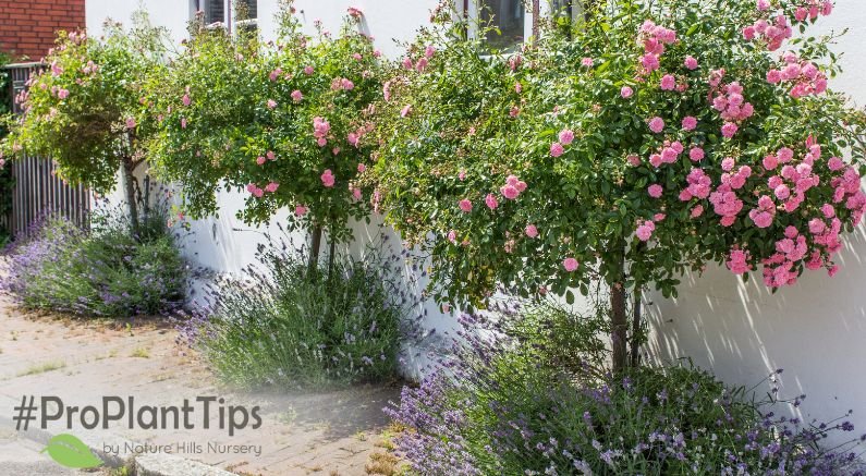 Deterring Home Invasions - With Plants! - Nature Hills Nursery