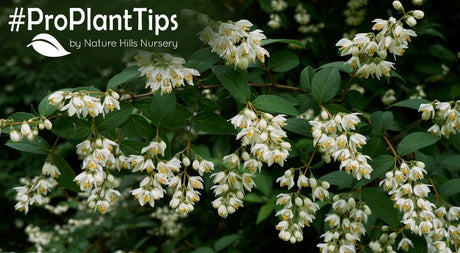 Deutzia Shrubs: Top Varieties & Easy Care Guide