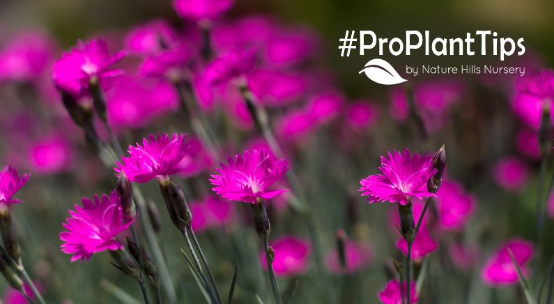 Dianthus: The Spicy-Sweet Garden Star That Steals The Show - Nature Hills Nursery