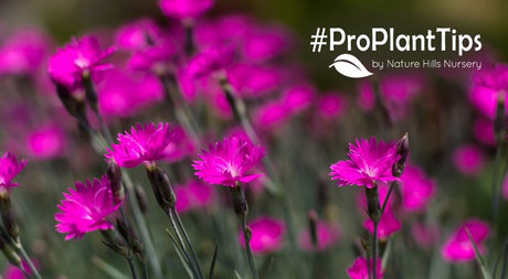 Dianthus: The Spicy-Sweet Garden Star That Steals The Show - Nature Hills Nursery