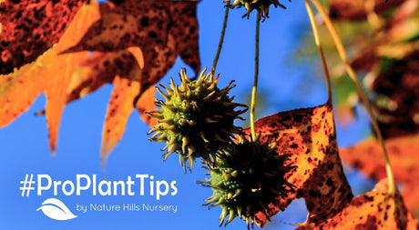 shop sweetgum trees at nature hills