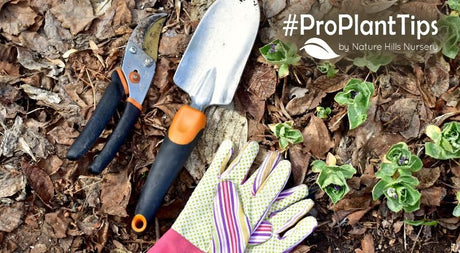 Don't Clean Up Too Early! Why Spring Garden Cleanup Can Wait - Nature Hills Nursery