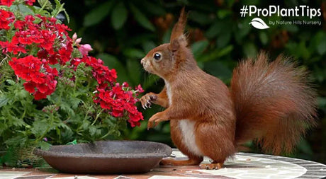 Don’t Fight The Squirrels - Embrace Them! - Nature Hills Nursery
