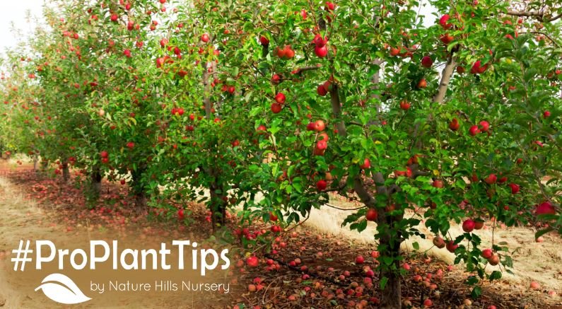 Don't Let Bugs Bug You: Fruit Tree Spray Guide! - Nature Hills Nursery
